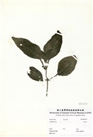 藏品(金紅花)的圖片